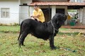 Matriz - Fila Brasileiro Preto - Canil Singular - Camila Pitanga